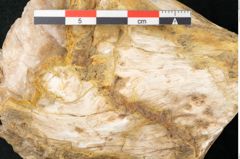 Foto (Detailansicht) von Quercus sp.  (NHMW-GEO-2024-0188-11584)